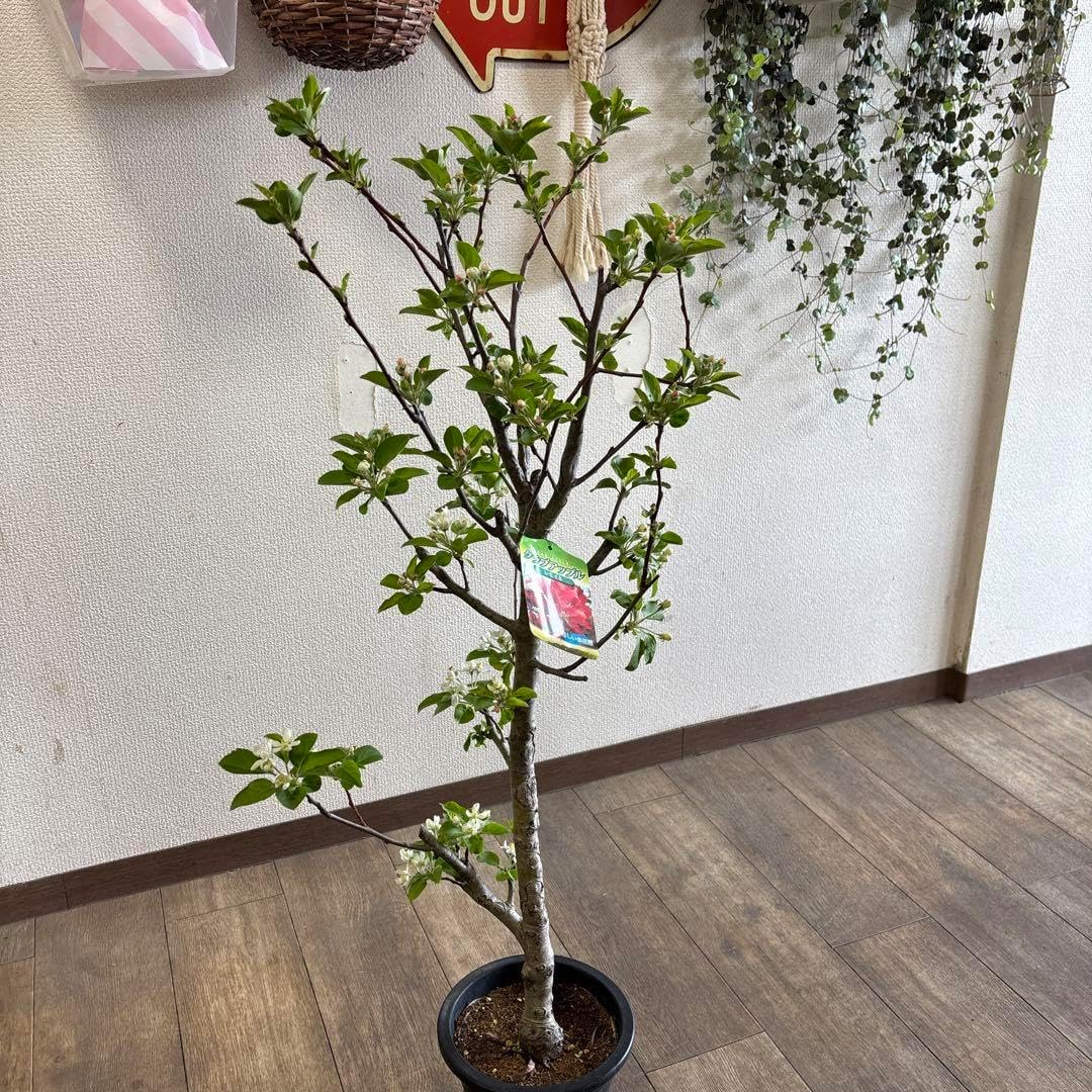 耐寒性オプンチア フミフサ群生株◇団扇サボテン南国ドライガーデン